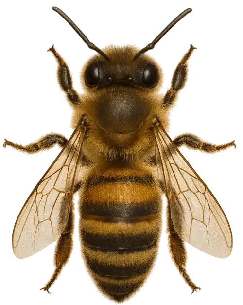 WildBee Biene